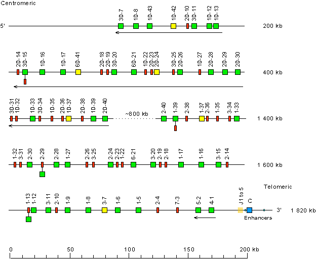 Locus representation human (<em>Homo sapiens</em>) IGK locus on chromosome 2 (2p11.2) Holistic IMGT reference IGK