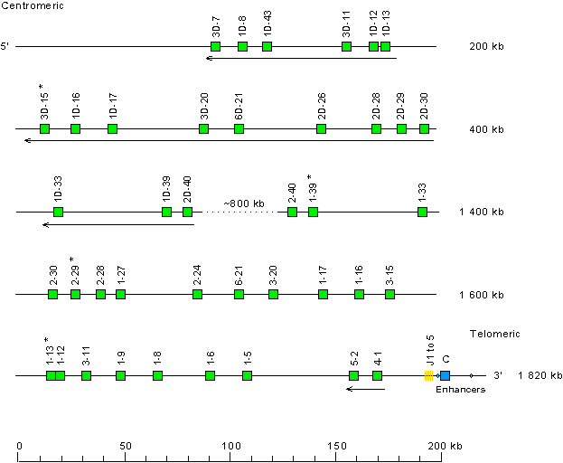 Locus representation human (<em>Homo sapiens</em>) IGK locus on chromosome 2 (2p11.2) Holistic IMGT reference IGK
