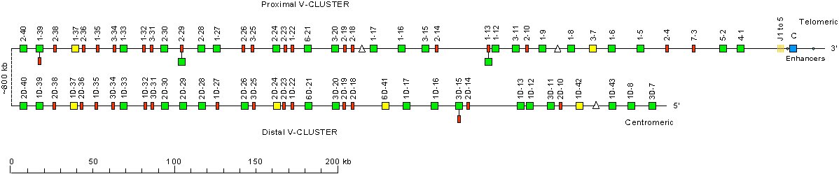 Locus representation human (<em>Homo sapiens</em>) IGK locus on chromosome 2 (2p11.2) Holistic IMGT reference IGK