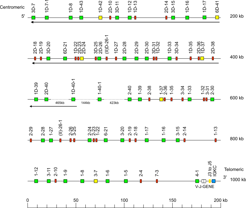 Locus representation human (<em>Homo sapiens</em>) IGK locus  assembly NA19240.pri.mat.f1_v2 (<em>African Yoruba</em>)