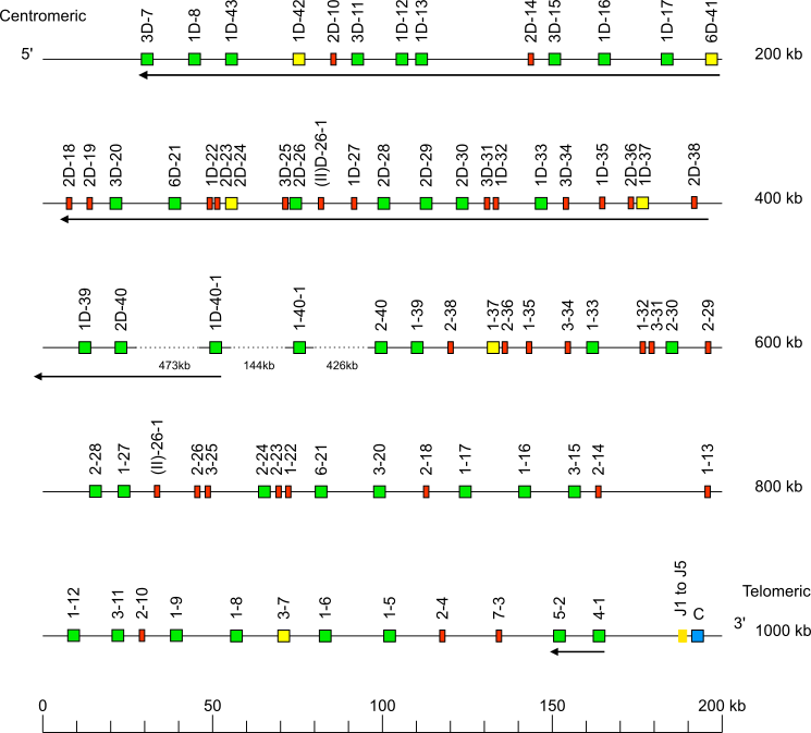 Locus representation human (<em>Homo sapiens</em>) IGK locus on chromosome 2  assembly T2T-CHM13v2.0