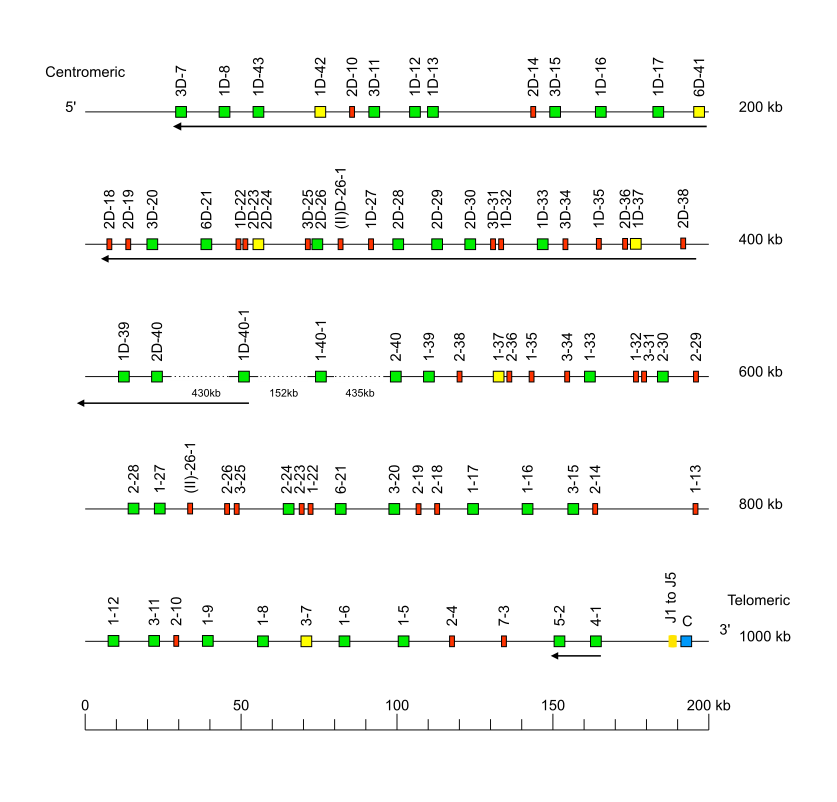 Locus representation human (<em>Homo sapiens</em>) IGK locus on chromosome 2  assembly T2T_YAO_v2_mat