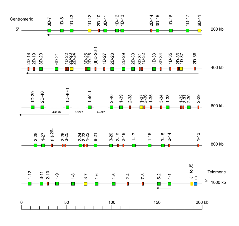 Locus representation human (<em>Homo sapiens</em>) IGK locus on chromosome 2  assembly T2T_YAO_v2_pat