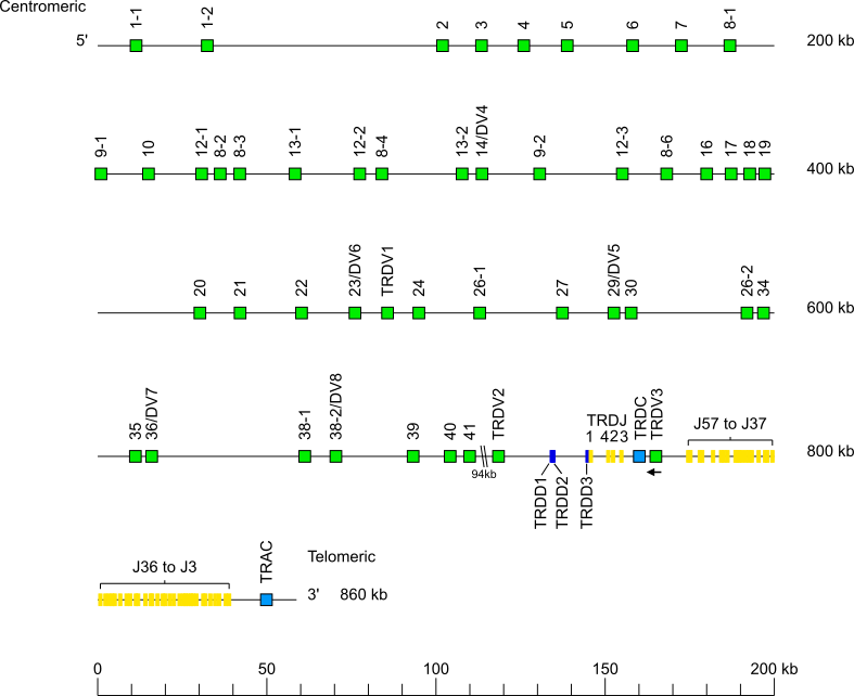 Locus representation human (<em>Homo sapiens</em>) TRA/TRD locus on chromosome 14 (14q11.2)  assembly HG02257_mat_hprc_f2