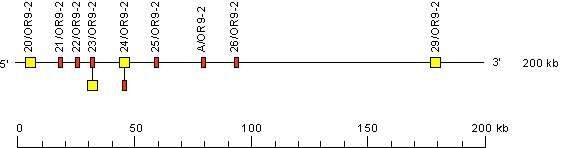 Human TRB orphons on chromosome 9 (9p21)