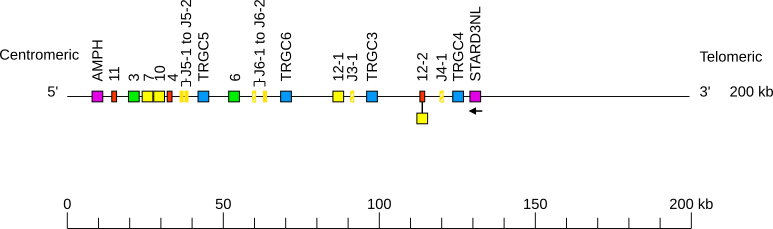 Locus representation pig (<em>Sus scrofa</em>) TRG locus on chromosome 9