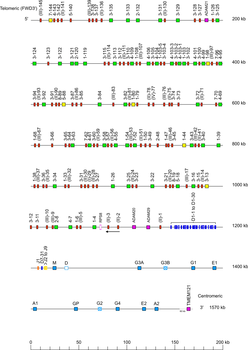 Locus representation Sumatran orangutan (<em>Pongo abelii</em>) IGH locus on chromosome 15  assembly NHGRI_mPonAbe1-v2.0_alt