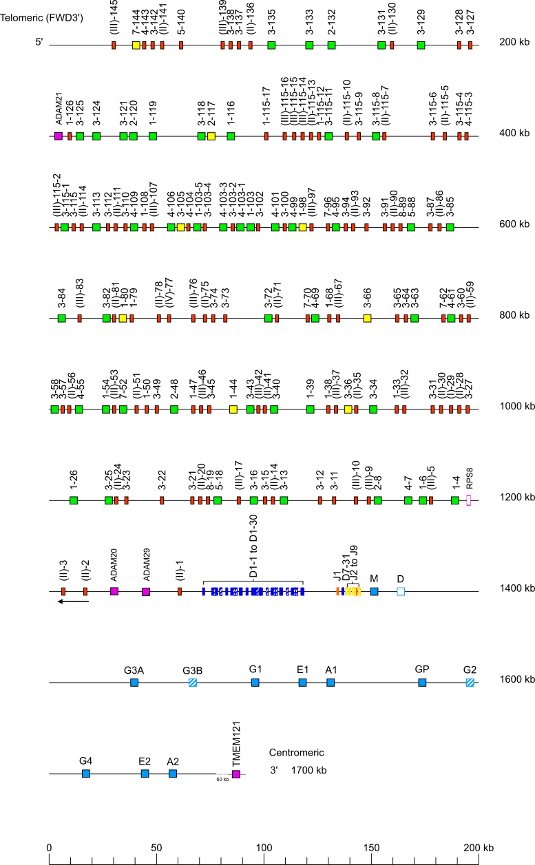 Locus representation Sumatran orangutan (<em>Pongo abelii</em>) IGH locus on chromosome 15  assembly NHGRI_mPonAbe1-v2.1_pri