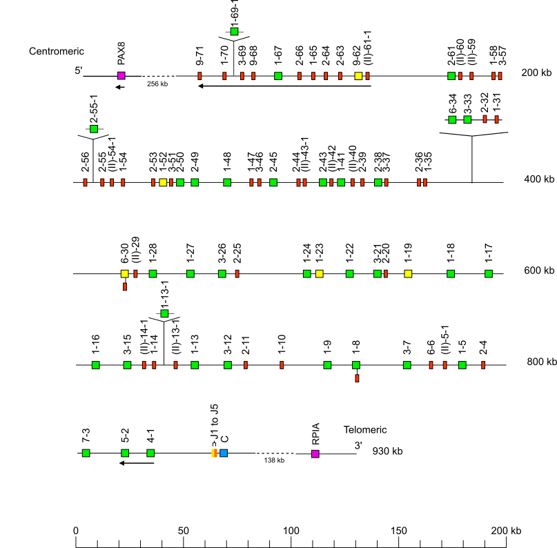 Locus representation Sumatran orangutan (<em>Pongo abelii</em>) IGK locus Holistic IMGT reference