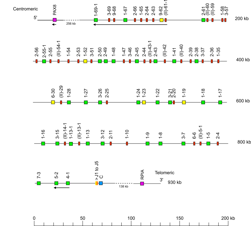Locus representation Sumatran orangutan (<em>Pongo abelii</em>) IGK locus on chromosome 12  assembly NHGRI_mPonAbe1-v2.0_alt