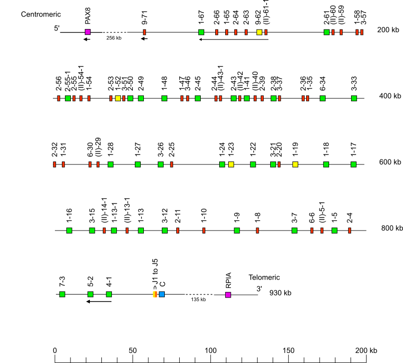Locus representation Sumatran orangutan (<em>Pongo abelii</em>) IGK locus on chromosome 12  assembly NHGRI_mPonAbe1-v2.1_pri