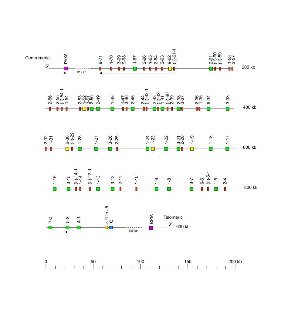 Locus representation Sumatran orangutan (<em>Pongo abelii</em>) IGK locus on chromosome 2A  assembly Susie_PABv2