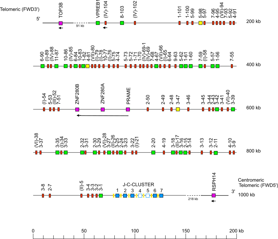Locus representation Sumatran orangutan (<em>Pongo abelii</em>) IGL locus on chromosome 23  assembly NHGRI_mPonAbe1-v2.1_pri