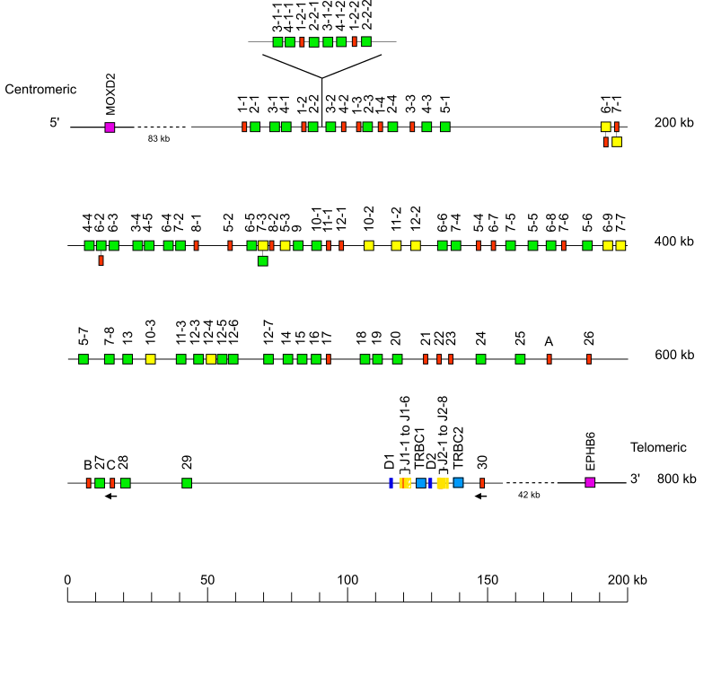 Locus representation Sumatran orangutan (<em>Pongo abelii</em>) TRB locus on chromosome 6 Holistic IMGT reference