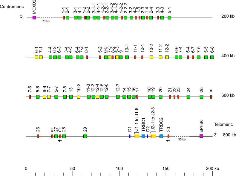 Locus representation Sumatran orangutan (<em>Pongo abelii</em>) TRB locus on chromosome 6  assembly NHGRI_mPonAbe1-v2.0_alt