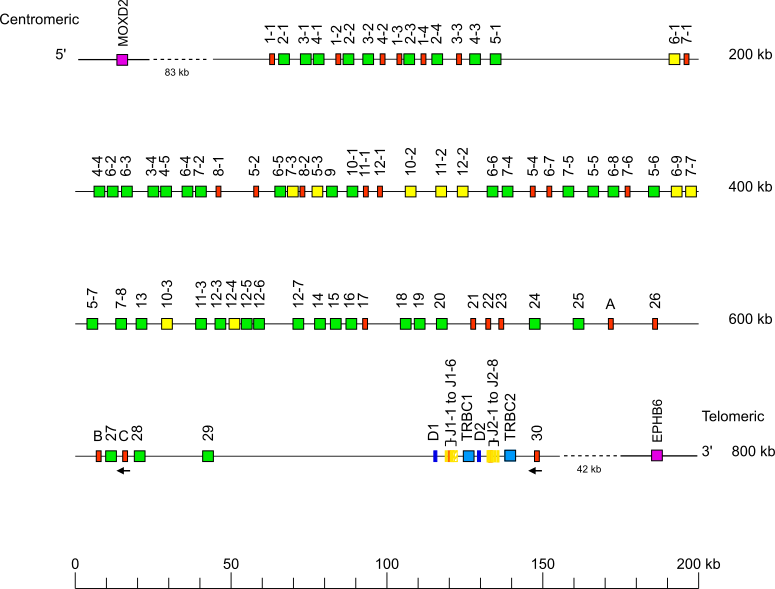 Locus representation Sumatran orangutan (<em>Pongo abelii</em>) TRB locus on chromosome 6  assembly NHGRI_mPonAbe1-v2.1_pri