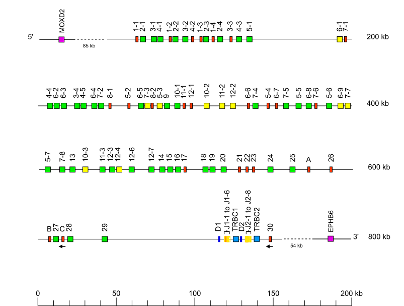 Locus representation Sumatran orangutan (<em>Pongo abelii</em>) TRB locus  assembly Susie_PAB_hifiasm-v0.15.2.alt