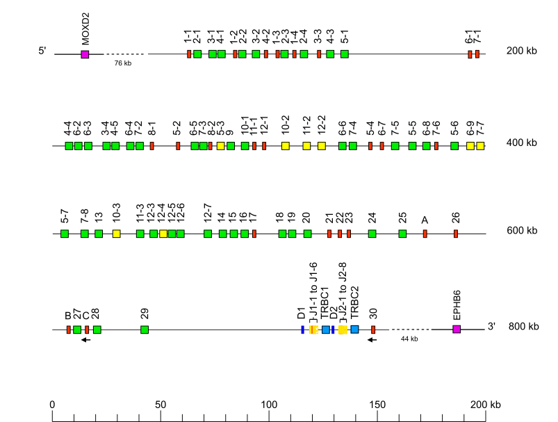 Locus representation Sumatran orangutan (<em>Pongo abelii</em>) TRB locus  assembly Susie_PAB_hifiasm-v0.15.2.pri