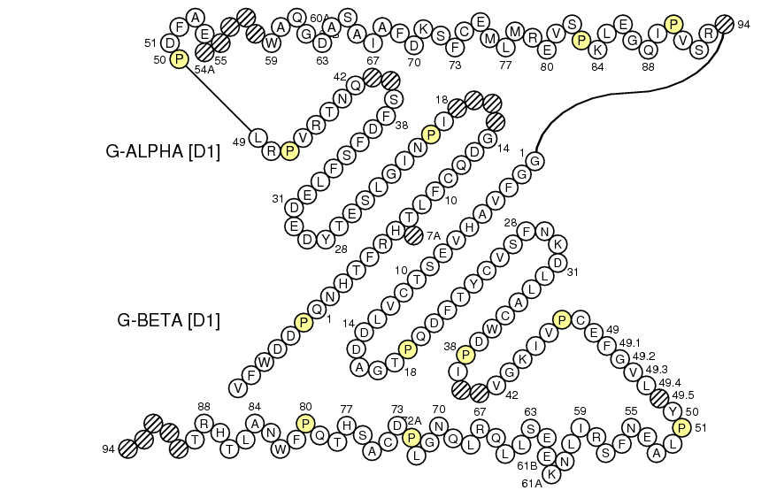 Collier H2-DMA-DMB1 G-DOMAIN