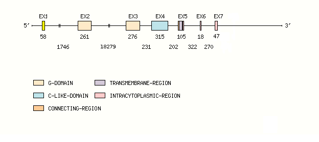MH1-A Gene exon/intron organization