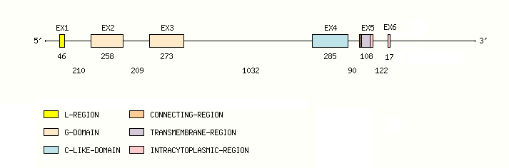 MH1-B Gene exon/intron organization
