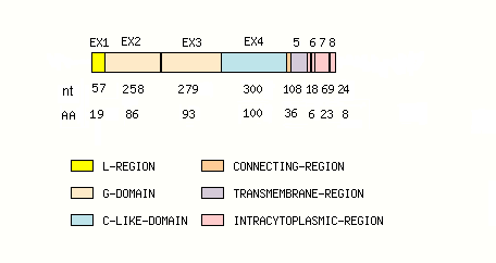 coding region structure fish MH1-D