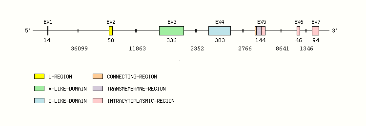 B7A2 Gene exon/intron organization