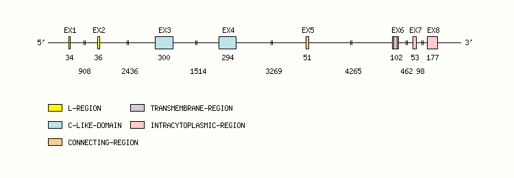 KIR2DL2 Gene exon/intron organization