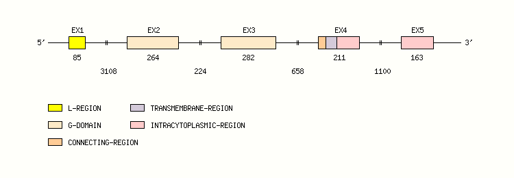 RAET1G Gene exon/intron organization