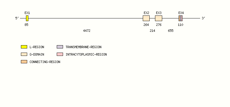 RAET1I Gene exon/intron organization