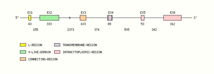 TREML1 Gene exon/intron organization