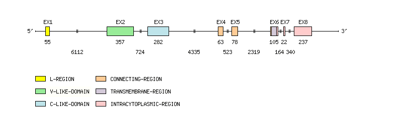VSIG4 Gene exon/intron organization