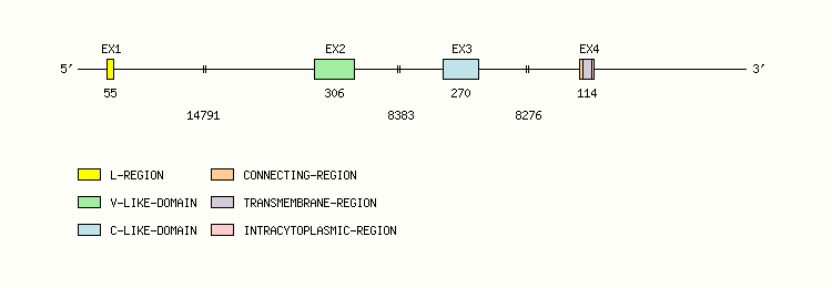 B7DC Gene exon/intron organization