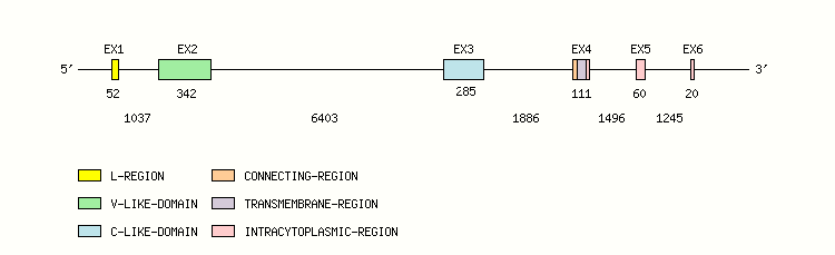 B7H1 Gene exon/intron organization
