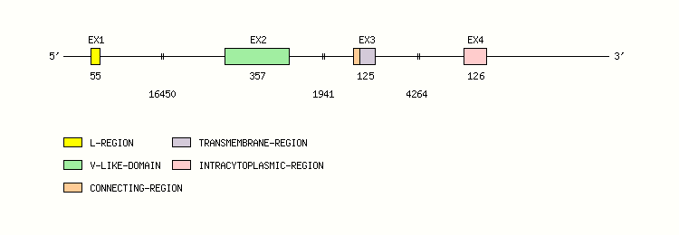 CD28 Gene exon/intron organization