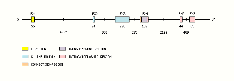 CD3G Gene exon/intron organization