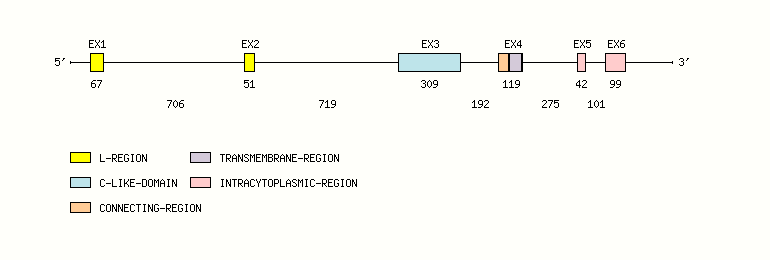 CD79B Gene exon/intron organization