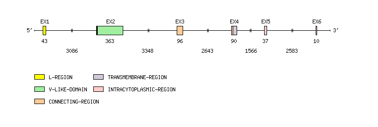 CD8B Gene exon/intron organization