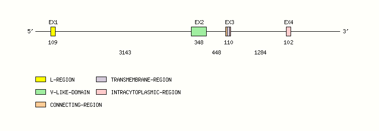CTLA4 Gene exon/intron organization