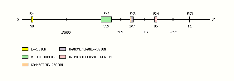 ICOS Gene exon/intron organization