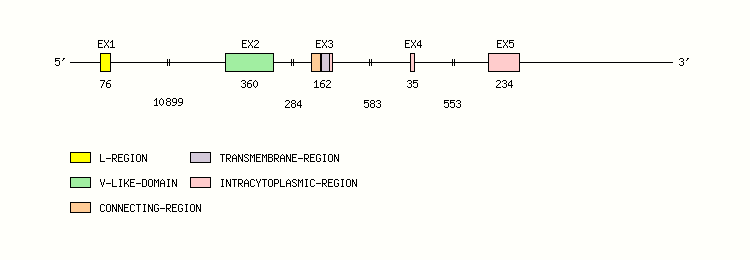 PDCD1 Gene exon/intron organization