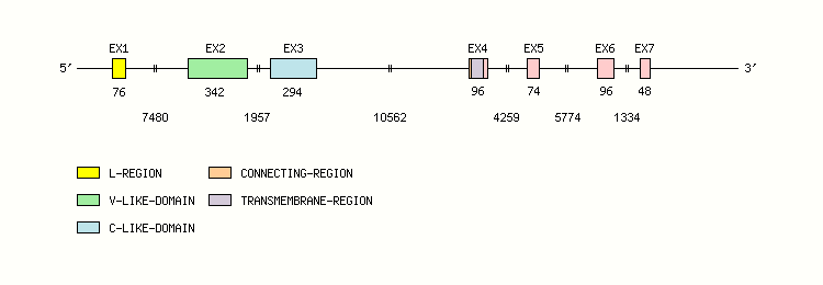 SLAMF1 Gene exon/intron organization