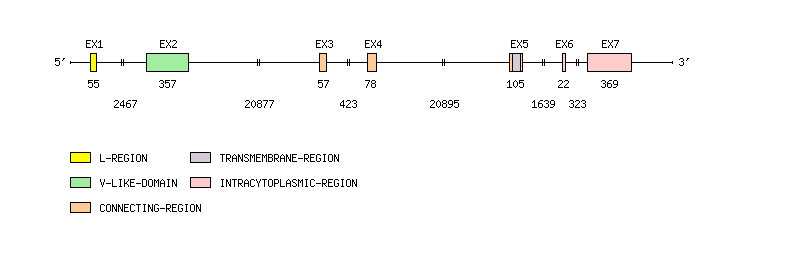 VSIG4 Gene exon/intron organization