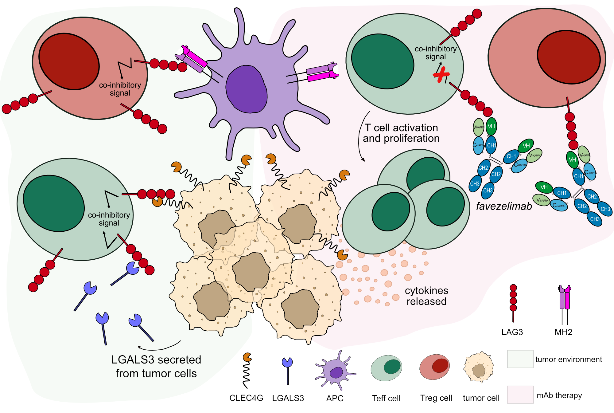 IMGT/mAb-DB