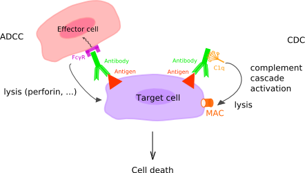 cell