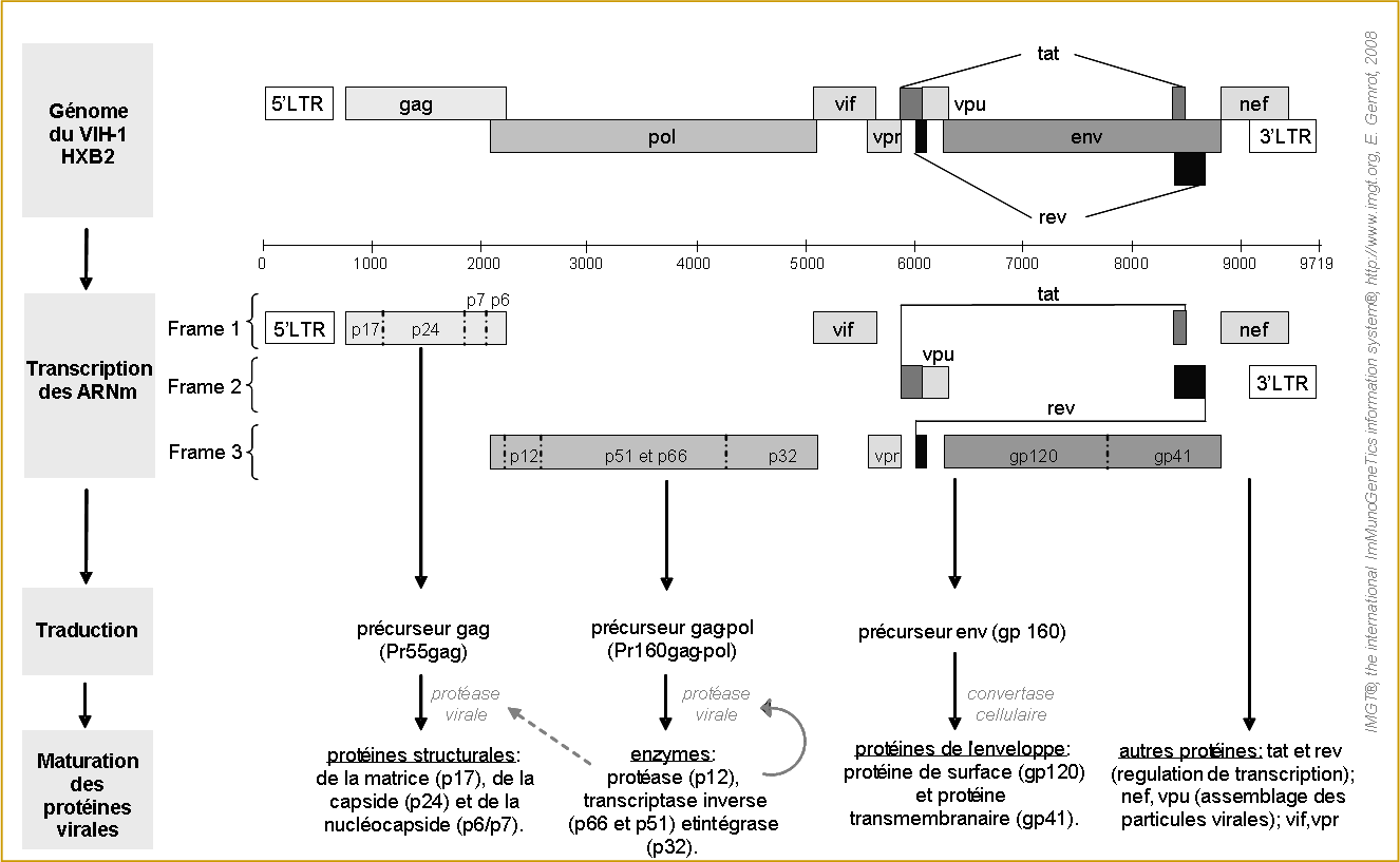 Organisation du gènome de l'HIV