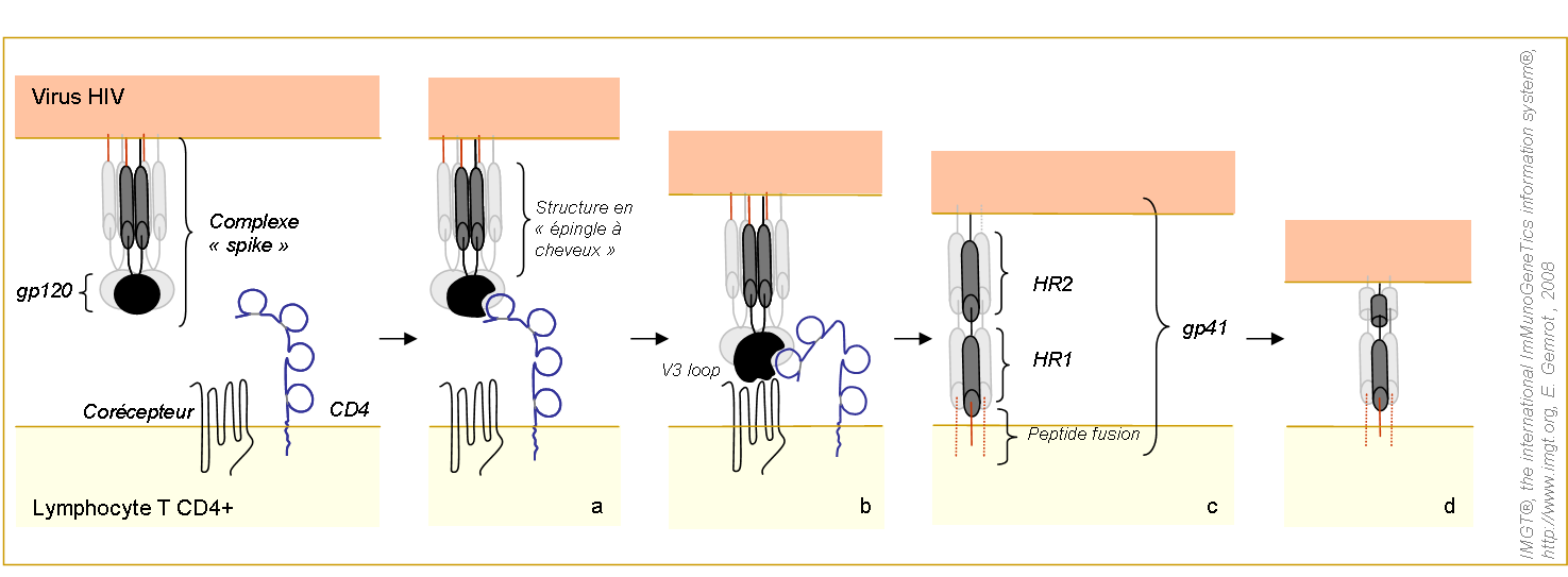 Processus d'entrée du virus VIH dans une cellule cible