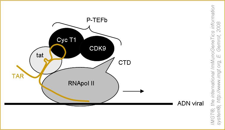 Complexe d'élongation