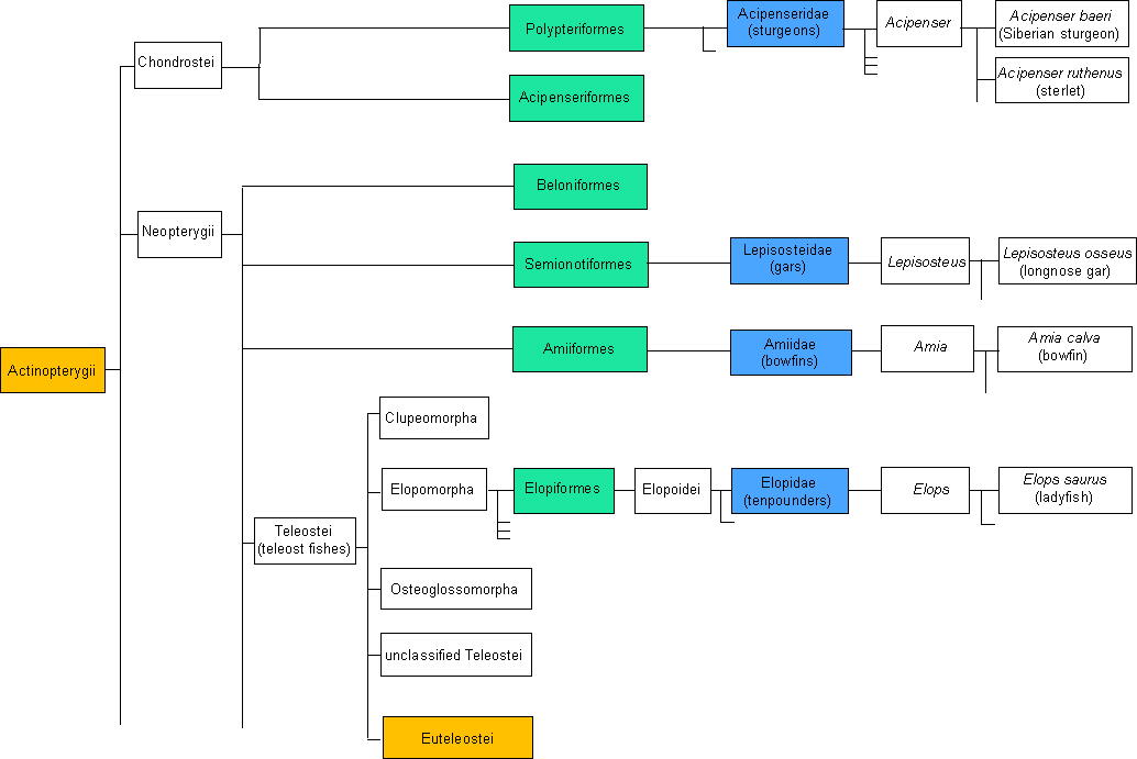 Actinopterygii tree
