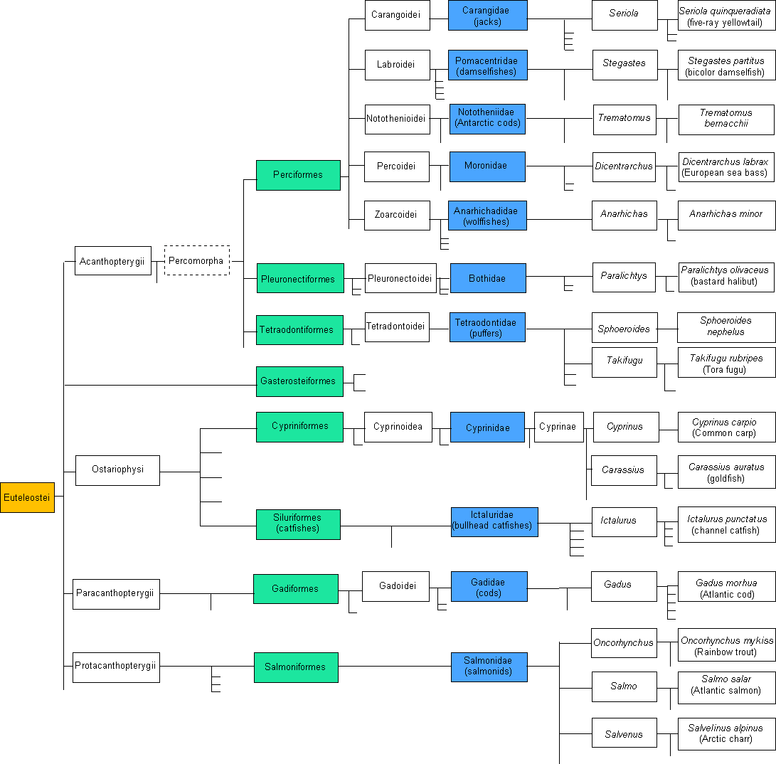 Euteleostei tree